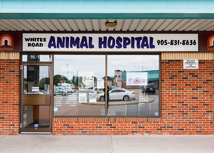 Contact Our Animal Hospital | Pickering & Ajax Vets