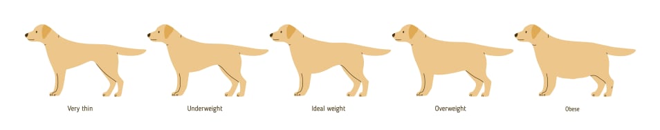 Dog Weight Chart