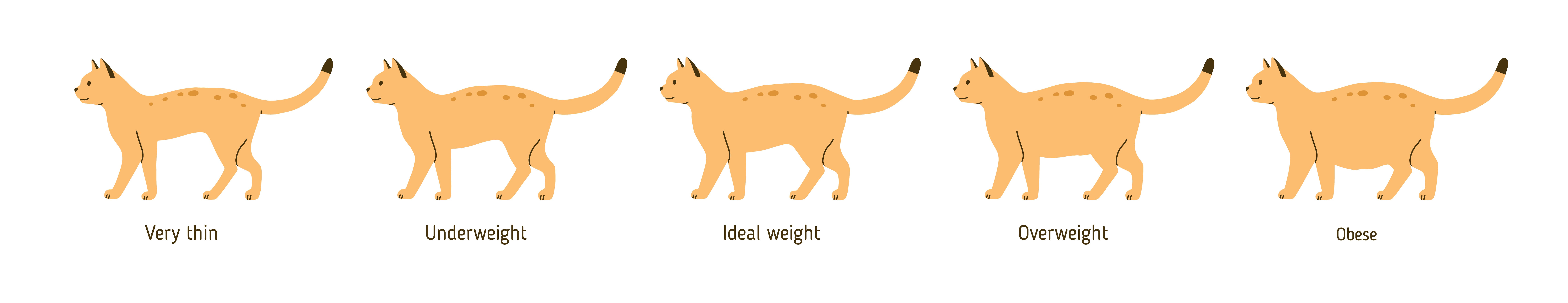 Overweight cat chart, Ajax & Pickering Vets